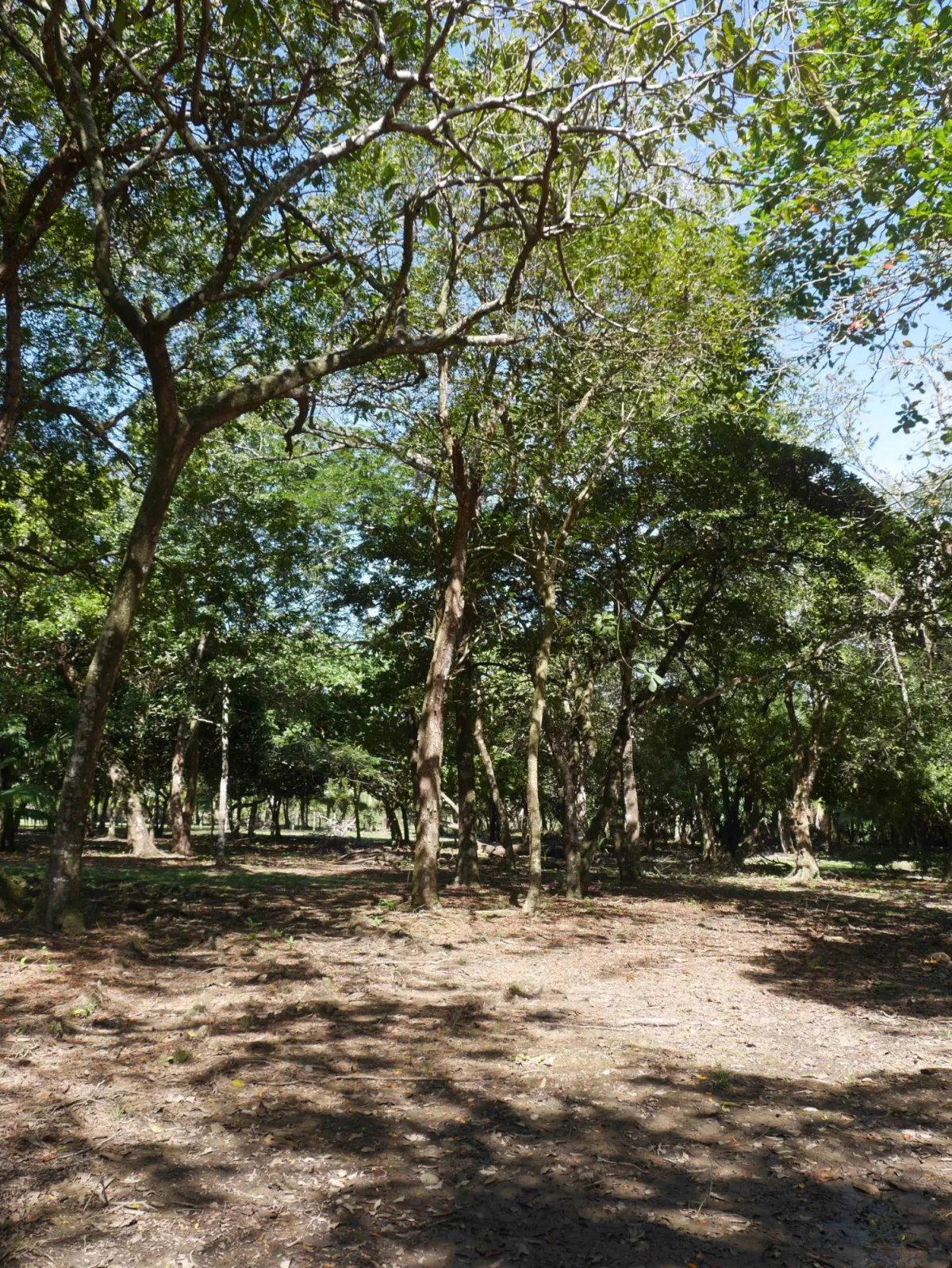 Apartamento à Venda em San Lorenzo