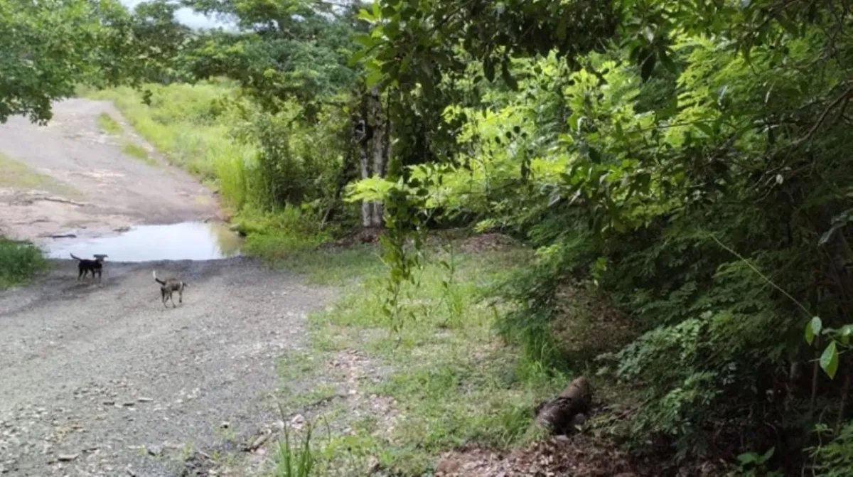 Apartamento à Venda em Las Lajas