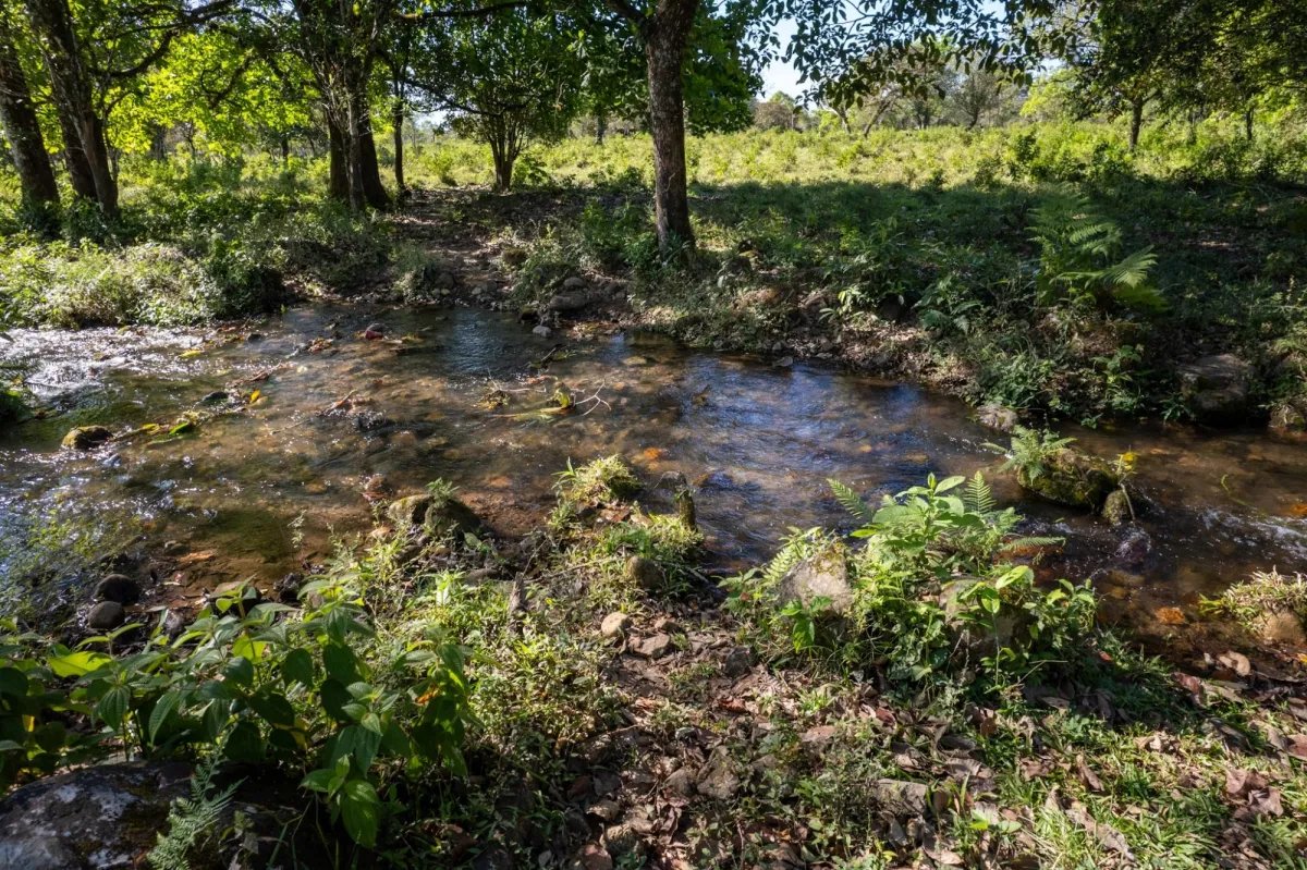7 Hectares Flat Land, Potrerillios