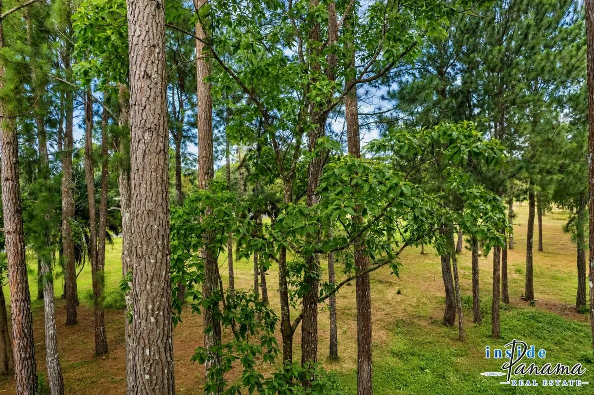 Land for Sale in Potrerillos Arriba Dolega Chiriqui Panama