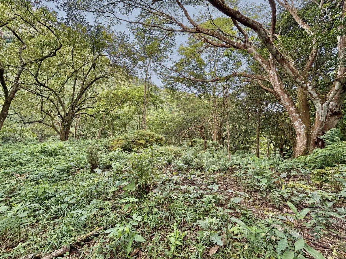 Terreno à Venda em Altos Del Maria