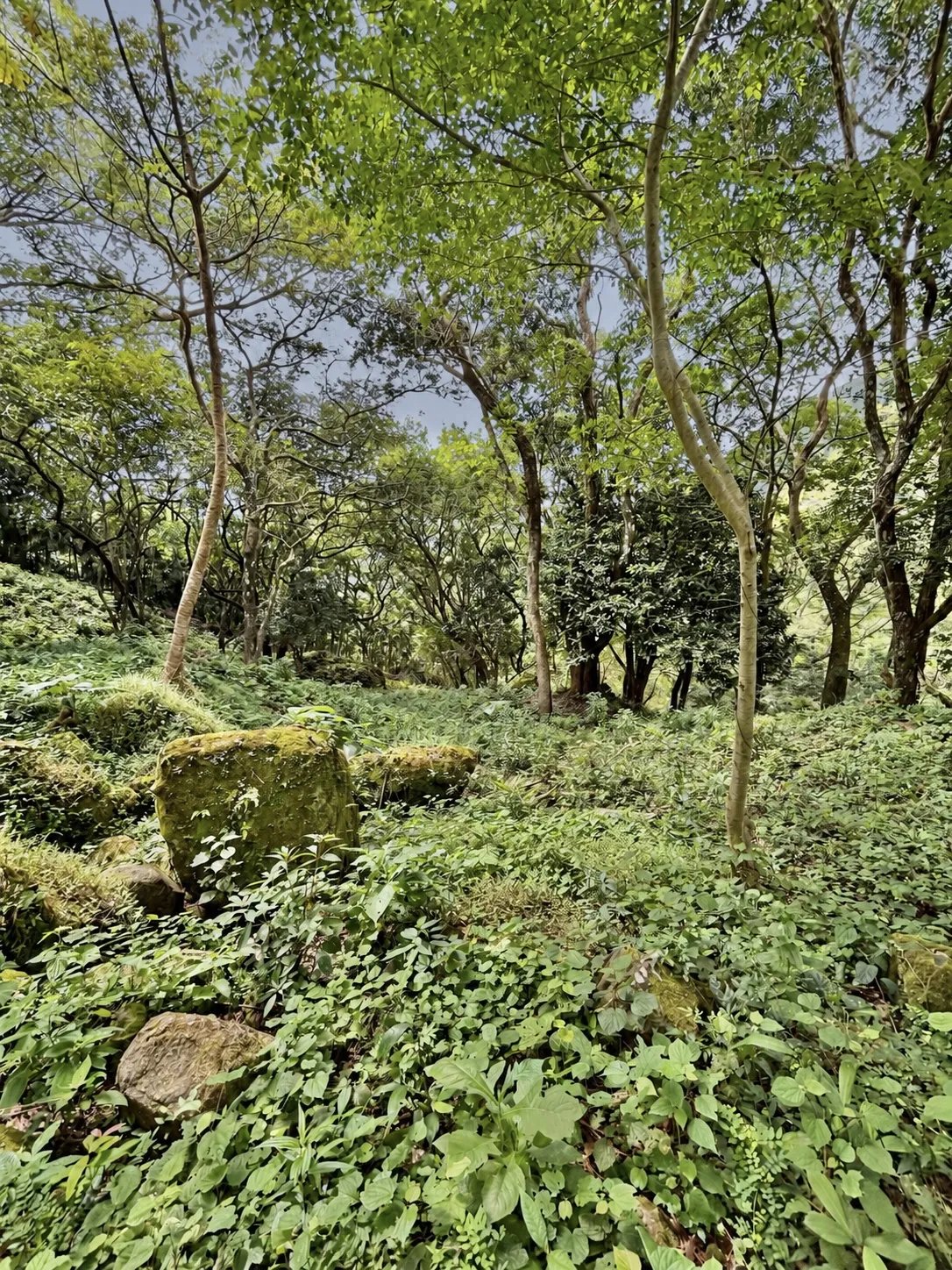 Terreno à Venda em Altos Del Maria