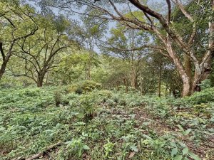 Terreno à Venda