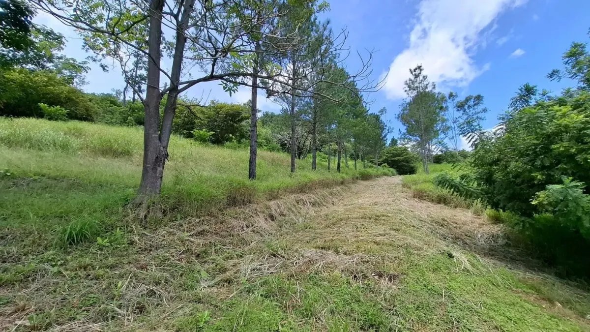 BEJUCO / CHAME - 5 HECTARE LAND FOR SALE
