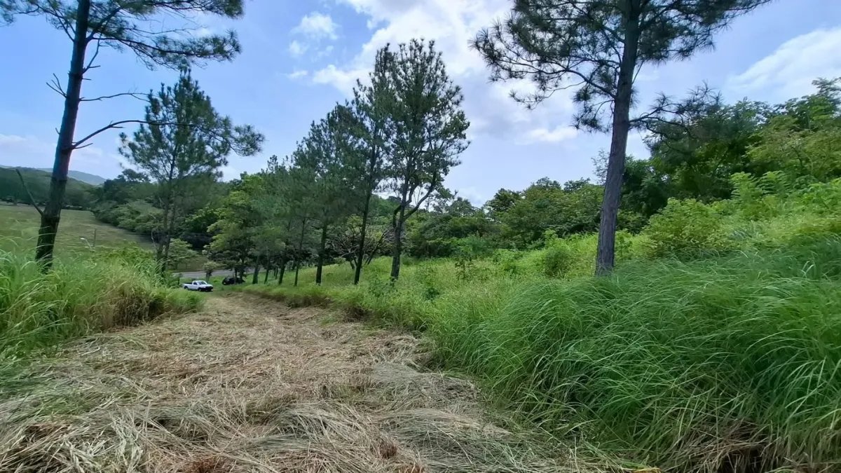 BEJUCO / CHAME - 5 HECTARE LAND FOR SALE
