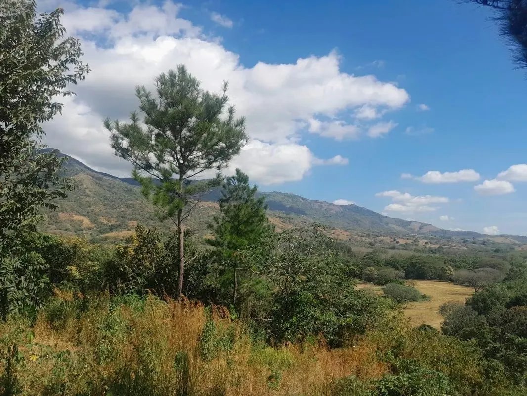 BEJUCO / CHAME - 5 HECTARE LAND FOR SALE