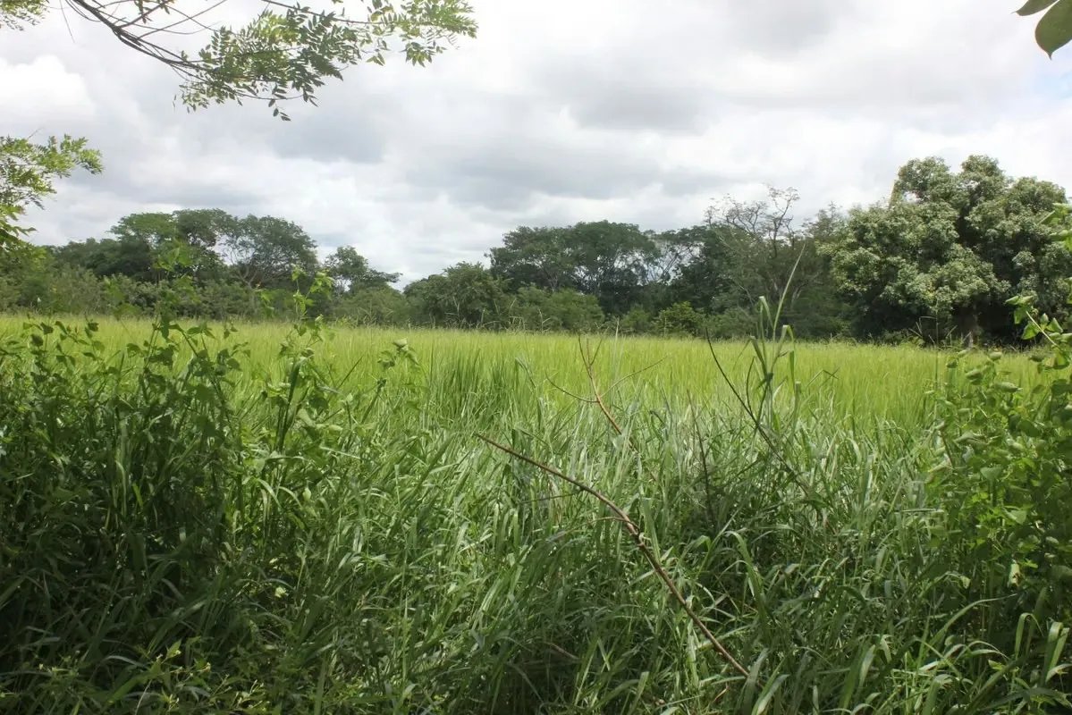 ALANJE / EL TEJAR CHIRIQUÍ VENDO TERRENO