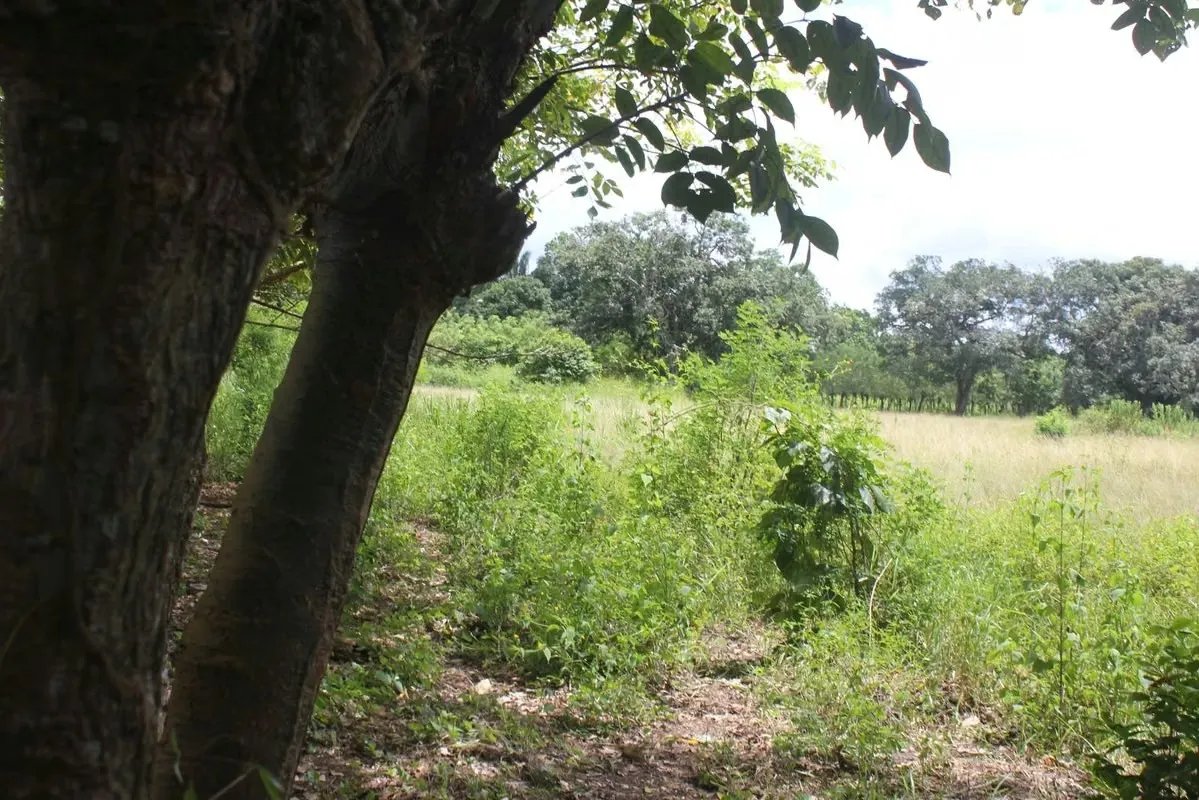 ALANJE / EL TEJAR CHIRIQUÍ VENDO TERRENO