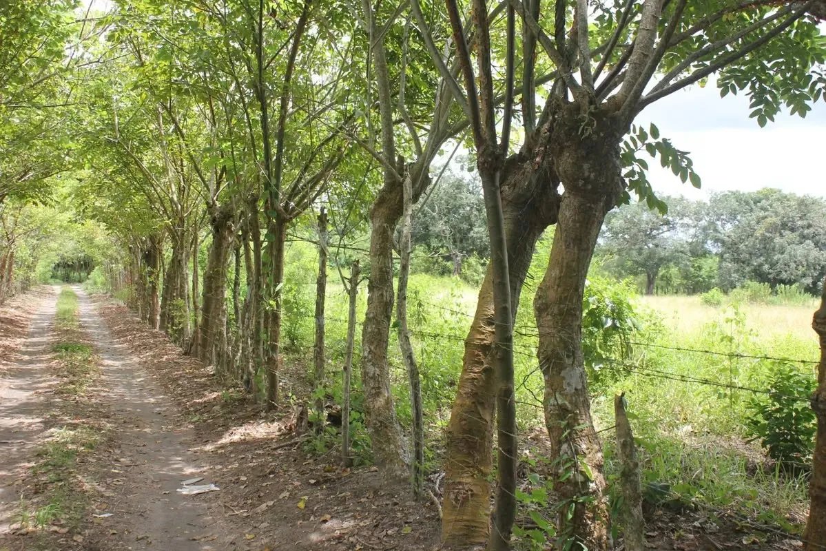 ALANJE / EL TEJAR CHIRIQUÍ VENDO TERRENO