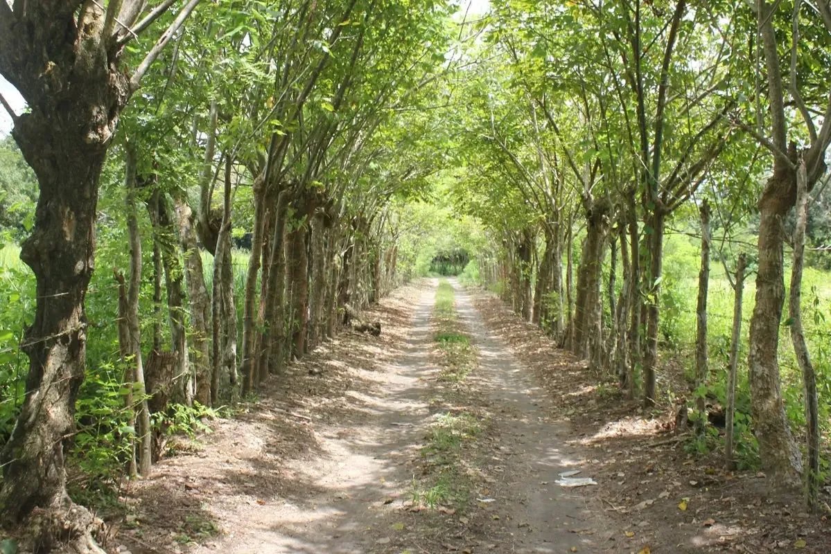 ALANJE / EL TEJAR CHIRIQUÍ VENDO TERRENO