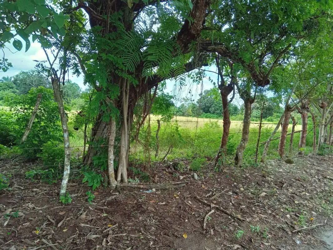 ALANJE / EL TEJAR CHIRIQUÍ VENDO TERRENO