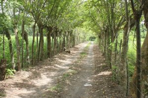 Terreno à Venda