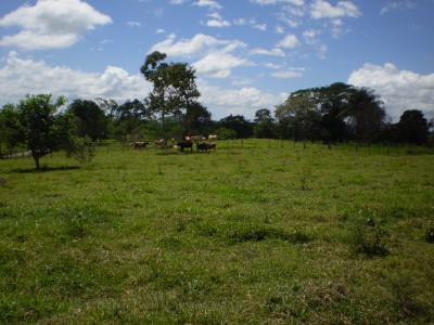 17885 - Bugaba - farms