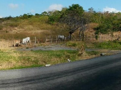 19046 - Penonomé - farms