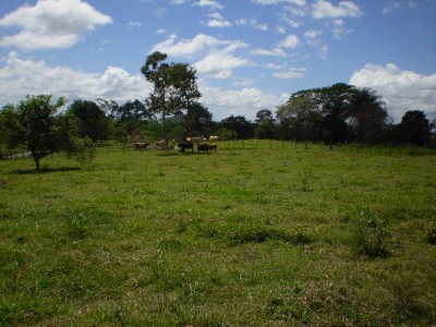 19726 - Bugaba - farms