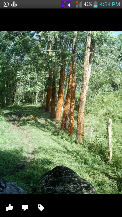 20118 - Boquerón - farms