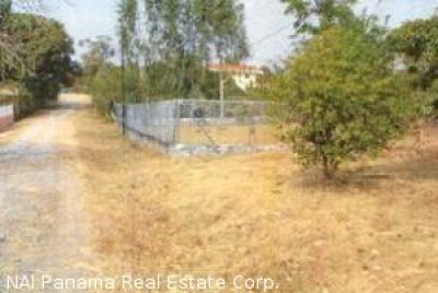 2389 - Nueva gorgona - lots