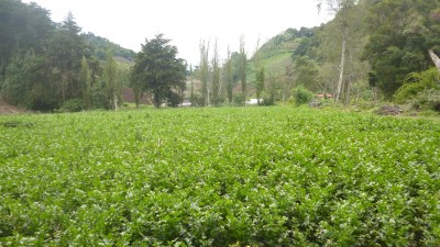 24593 - Bugaba - fincas