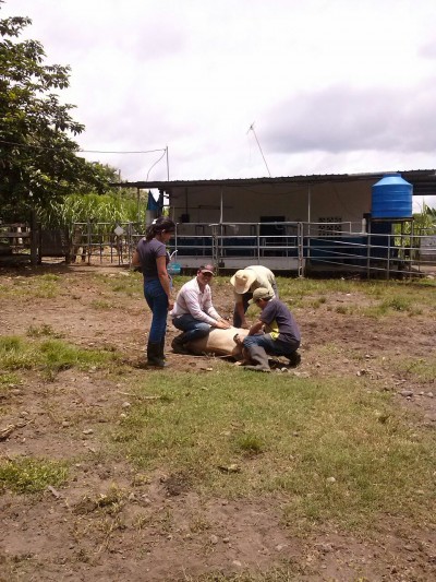 25311 - Boquerón - propiedades