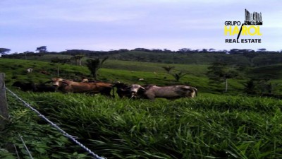 26180 - Ciudad de Panamá - farms