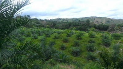 29969 - Ciudad de Panamá - farms