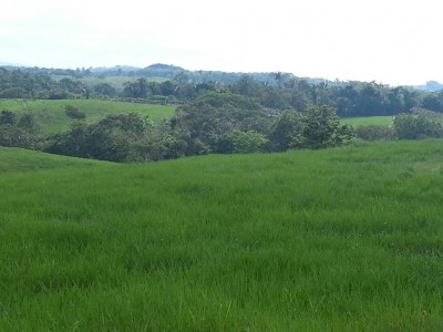 30598 - La Chorrera - farms