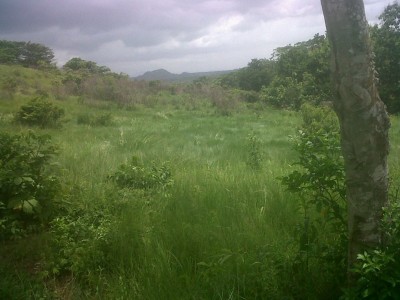 37000 - La Chorrera - farms