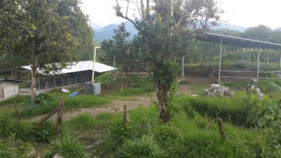 40725 - Chiriquí - farms