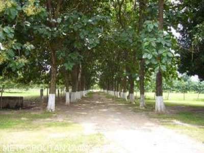 4467 - Rio hato - lotes