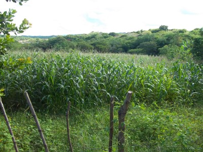 4874 - Guararé - lotes