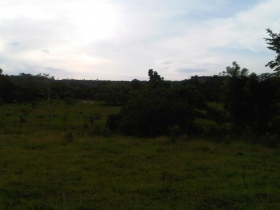 5708 - La Chorrera - farms