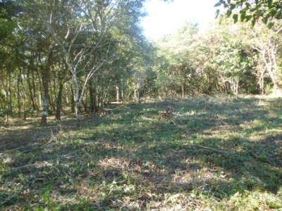 6268 - Palmira - boquete - fincas