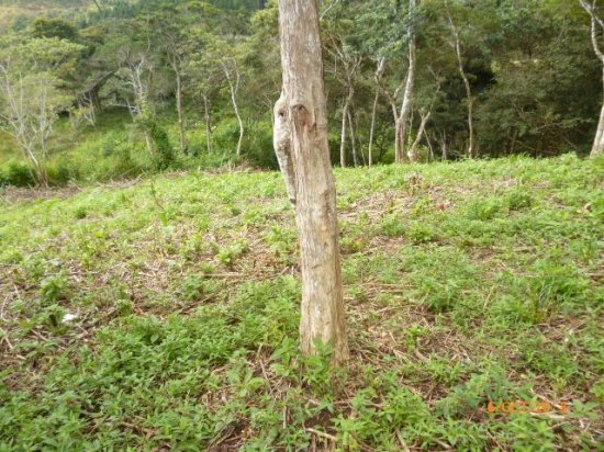 Excellent price and financing available! Lot with superb view in Altos...