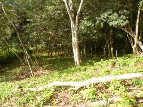 Excellent price and financing available! Lot with superb view in Altos...