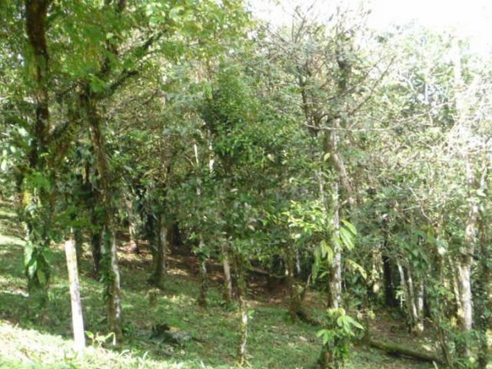 Mountain Highland Lot in Cool La Rioca Location