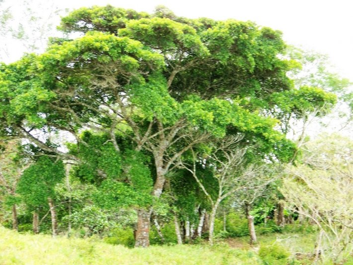 Hermosa finca fluvial, totalmente titulada, en Quebrada Llana, cerca de Volcán