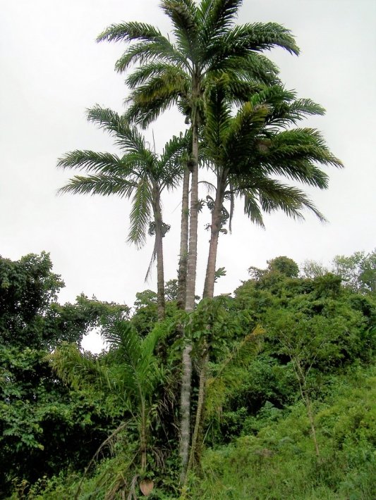 Hermosa finca fluvial, totalmente titulada, en Quebrada Llana, cerca de Volcán