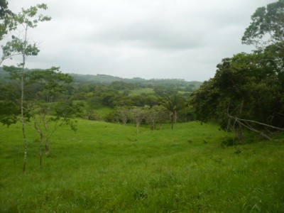 8665 - La Chorrera - fincas